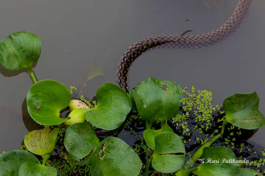 Image of Checkered Keelback Snake