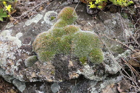 Image of pulvinate dry rock moss