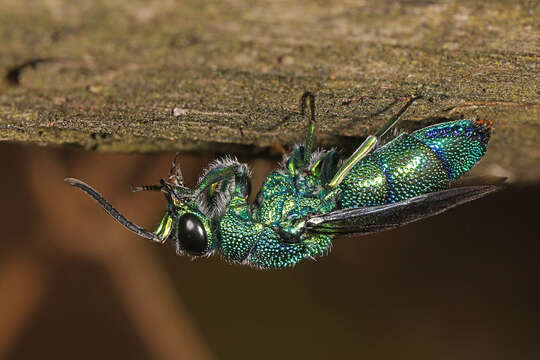 صورة Chrysis smaragdula