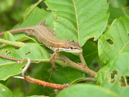 Image of Japanese Grass Lizard