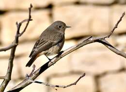 Image of Black Redstart