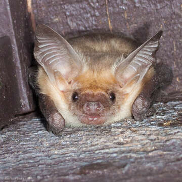 Image of pallid bat