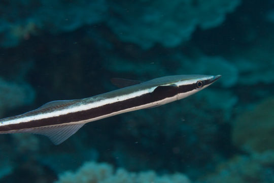 Image of <i>Echeneis naucrates</i>