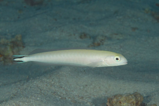 Image of <i>Malacanthus brevirostris</i> Guichenot 1848