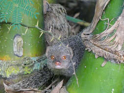 Image of Indian Gray Mongoose