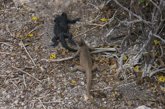 Image of marine iguana