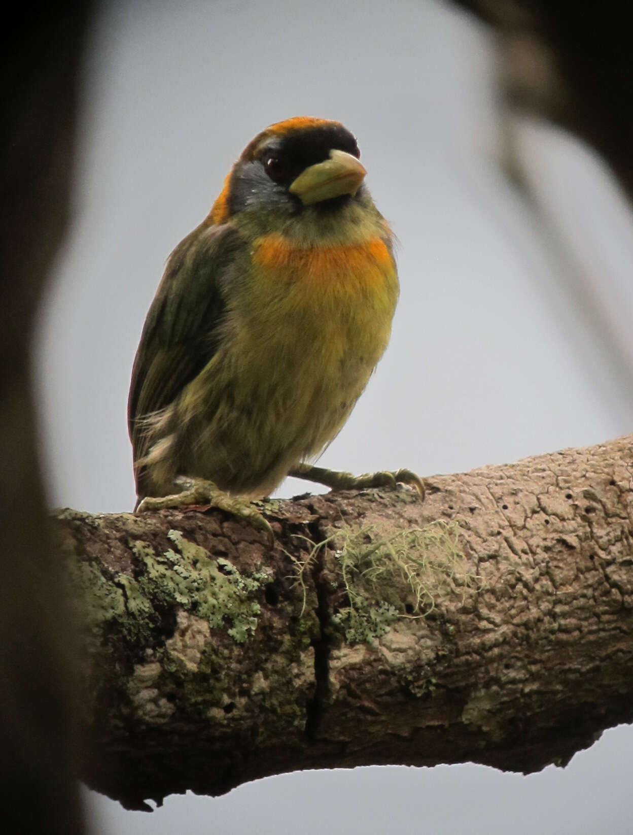 Image of Red-headed Barbet