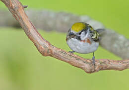 Image of Chestnut-sided Warbler