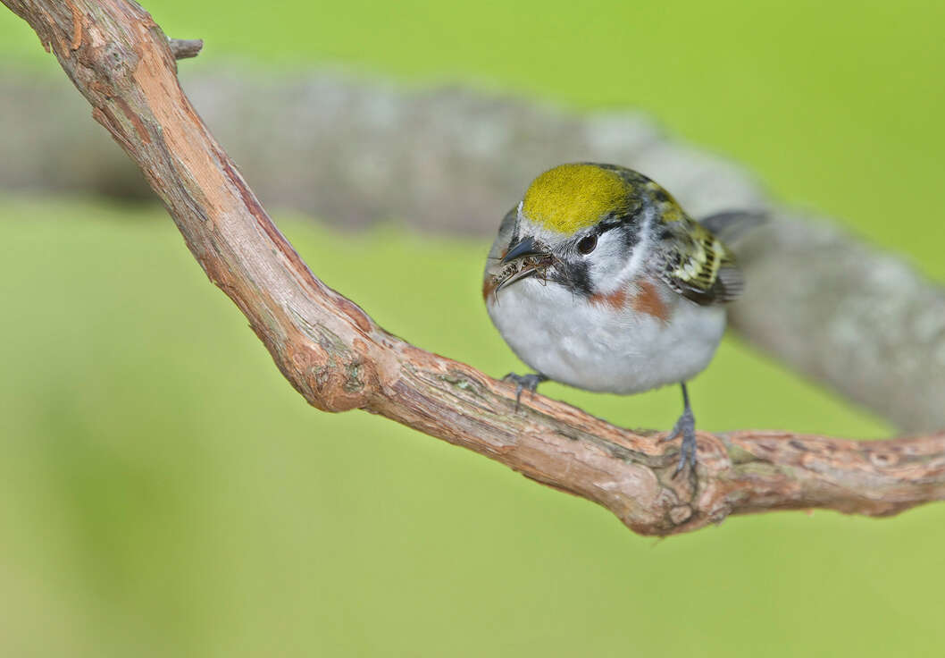 Image of Chestnut-sided Warbler