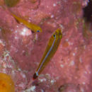 Image of Blue-striped cave dwarfgoby