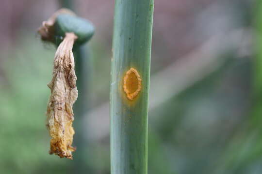 Imagem de Puccinia sessilis J. Schröt. 1870