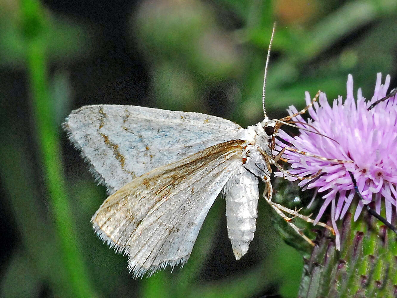 Image of Mesotype verberata