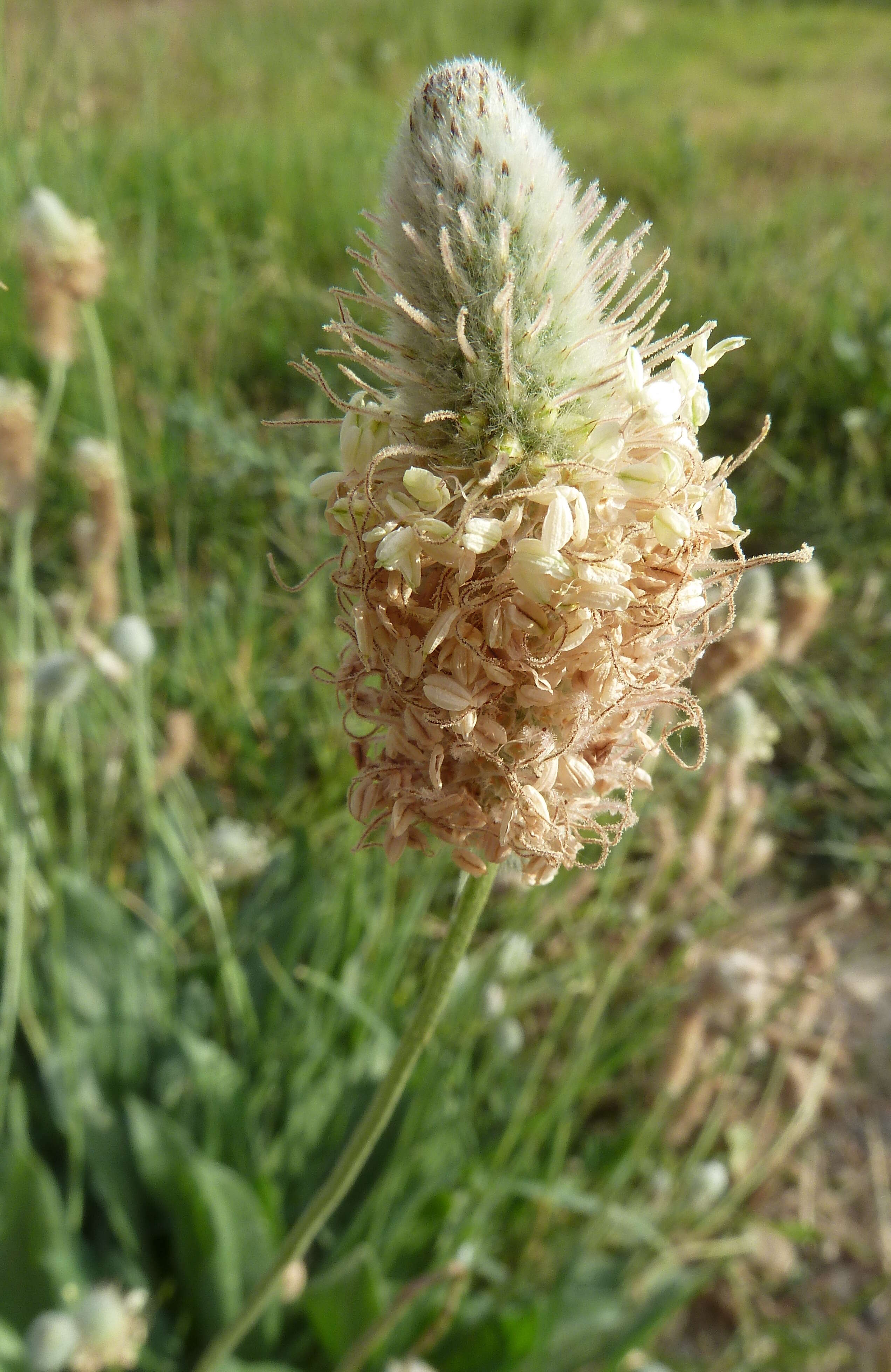 Image of Hare's-foot Plantain