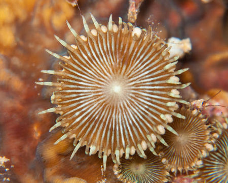 Image of <i>Protopalythoa heliodiscus</i> Ryland & Lancaster 2003
