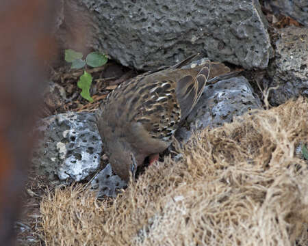 Image of Galapagos Dove