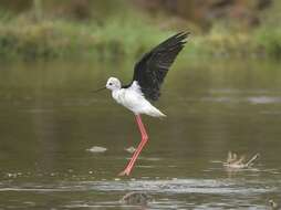 Image of Black-winged Stilt