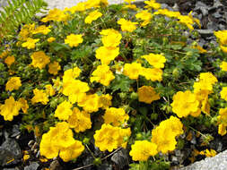 Image of Potentilla aurea L.