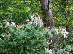 Image of Italian Honeysuckle