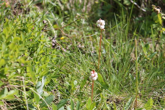 Image of common wintergreen