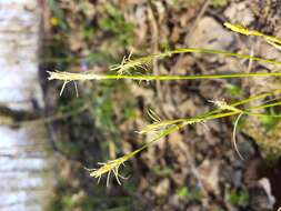 Image de Carex alba Scop.