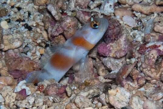 Image of Flagtail shrimpgoby