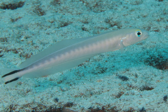 Image of quakerfish