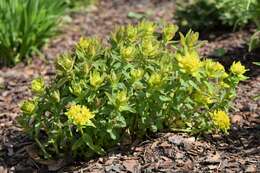 Image of cushion spurge