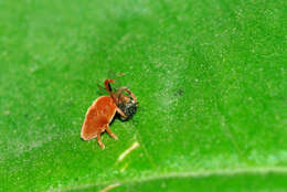 Image of Trombidium holosericeum