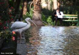 Image of Great White Pelican