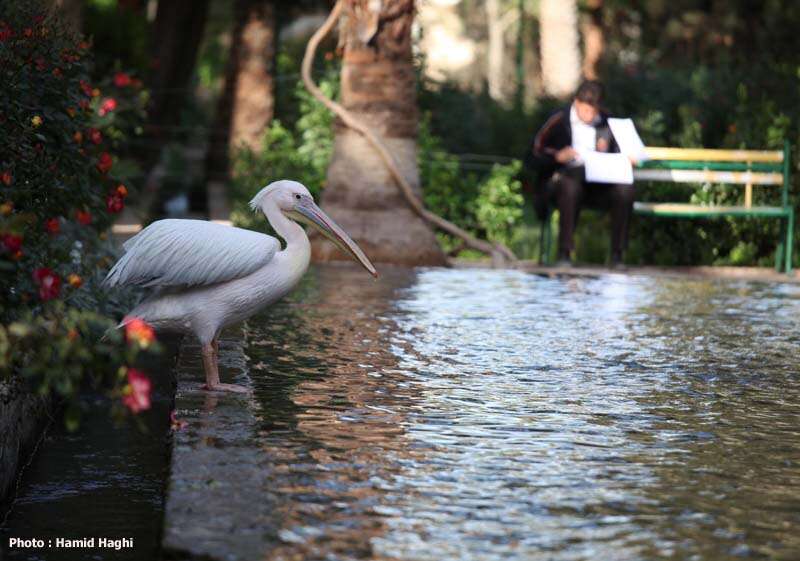 Image of Great White Pelican