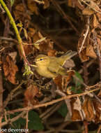 Image of Willow Warbler