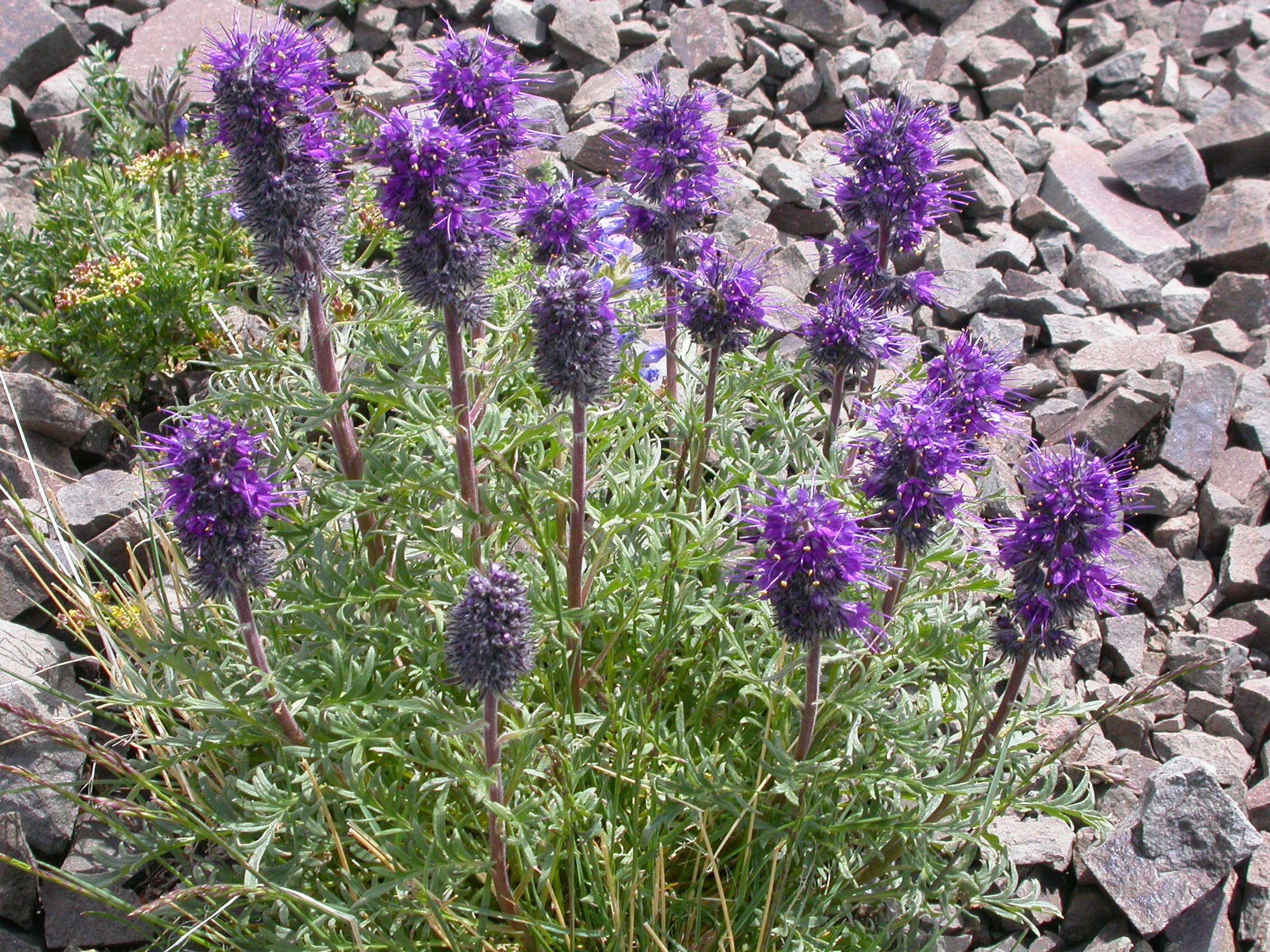 Image of silky phacelia