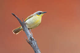 Image of Grey-headed Honeyeater