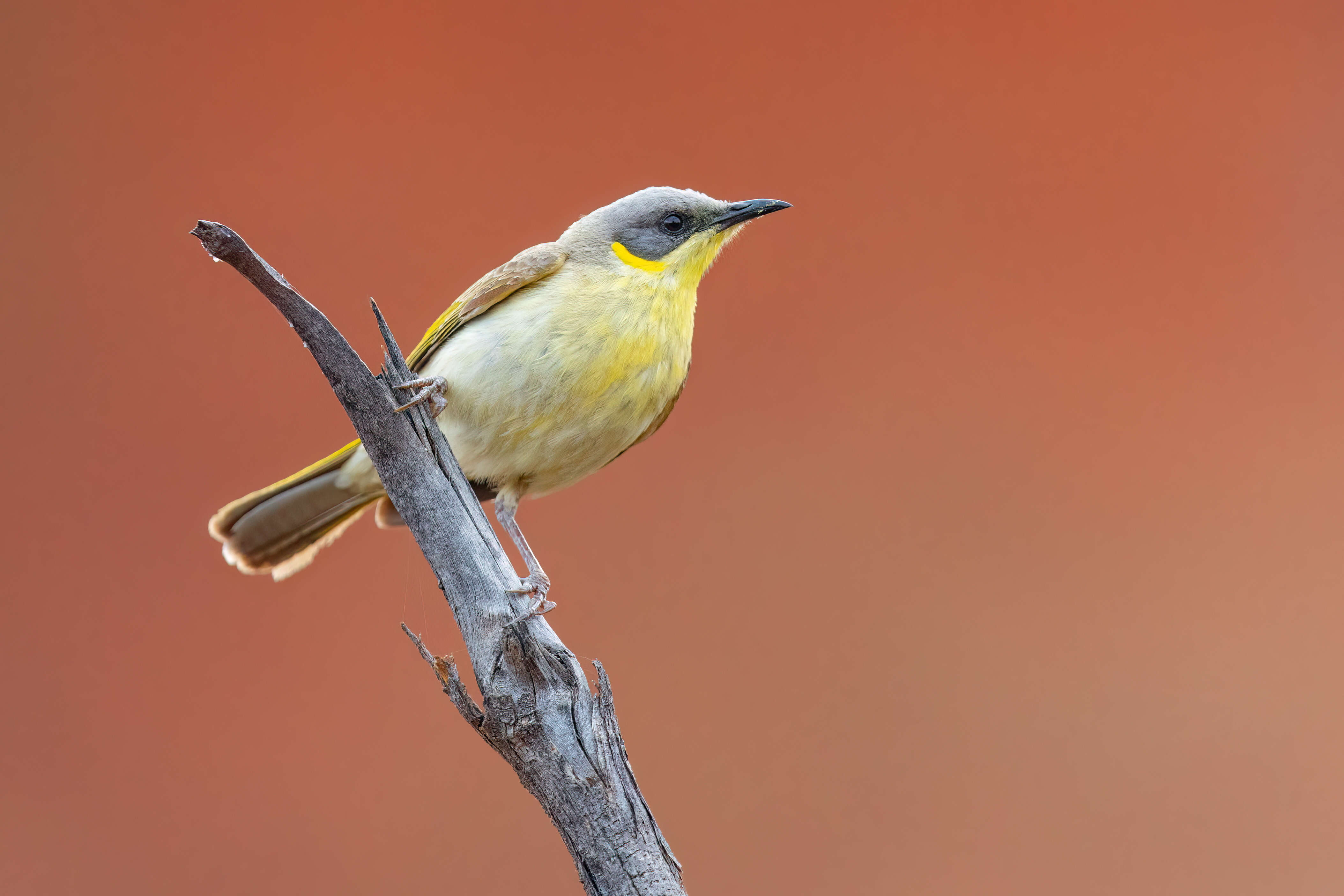 Image of Grey-headed Honeyeater