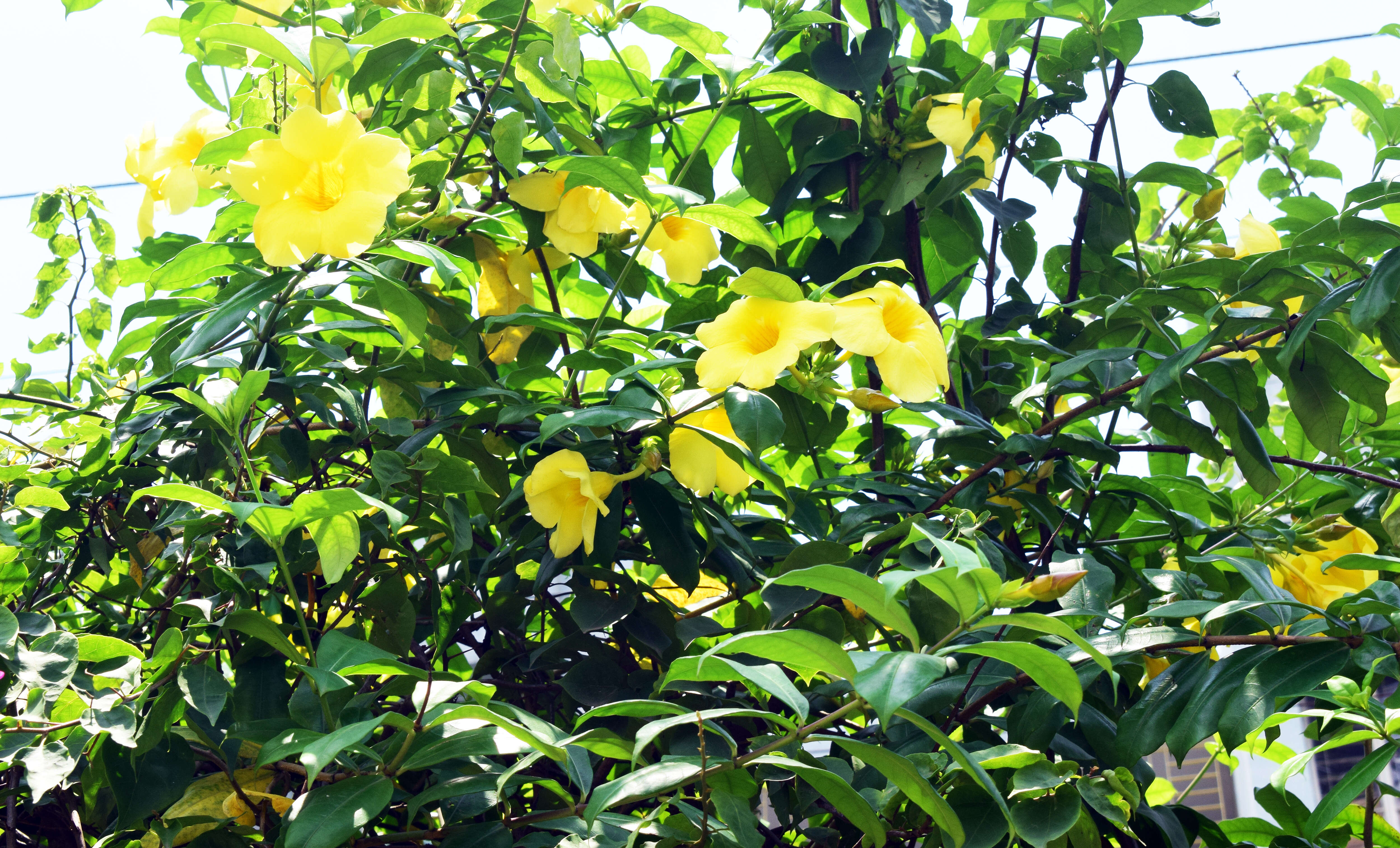 Image of bush allamanda