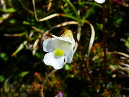 Image of Pinguicula alpina L.