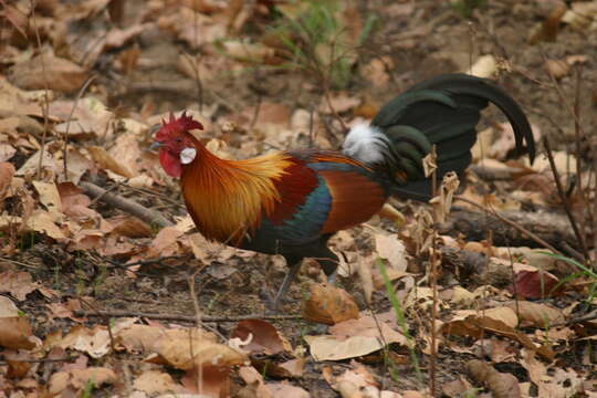 Image of Red Junglefowl