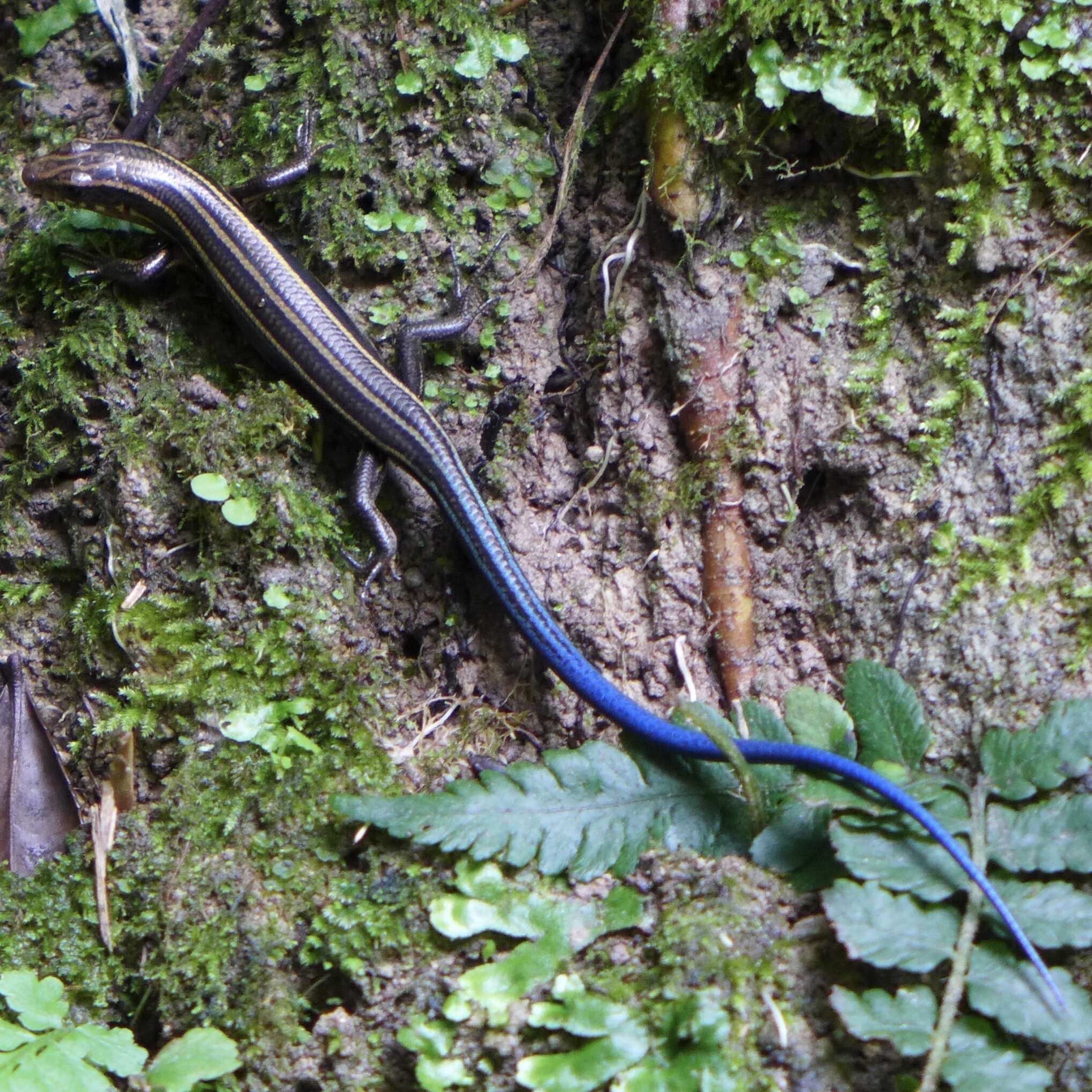 Image of Plestiodon japonicus (Peters 1864)