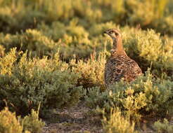 Image of Gunnison sage-grouse; greater sage-grouse