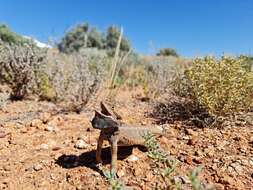 Image of Central bearded dragon