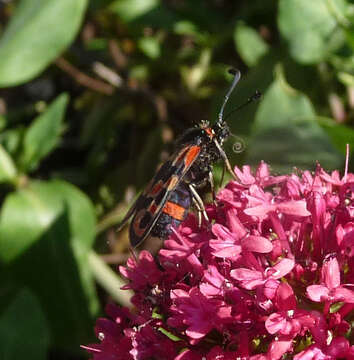 Image of Zygaena fausta Linnaeus 1767