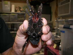 Image of Peruvian Steely Blue Tarantula