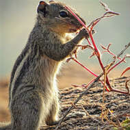 Image of Indian palm squirrel