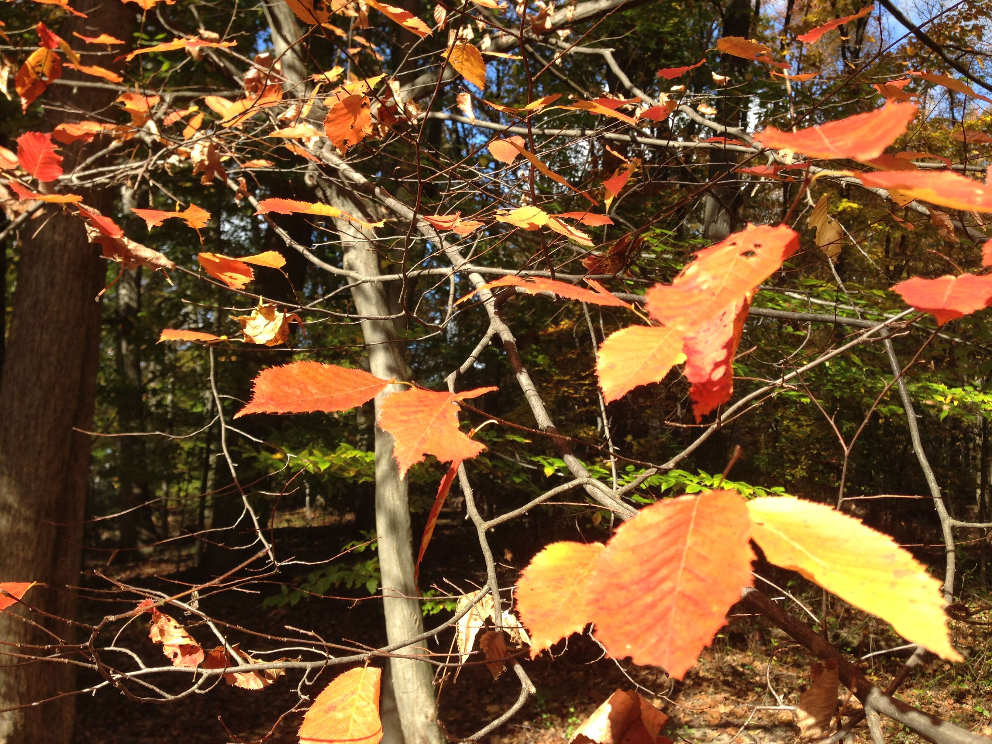 Image of American hornbeam