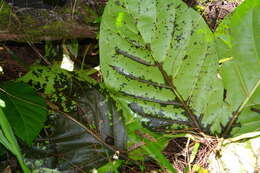 Image of Indian mulberry