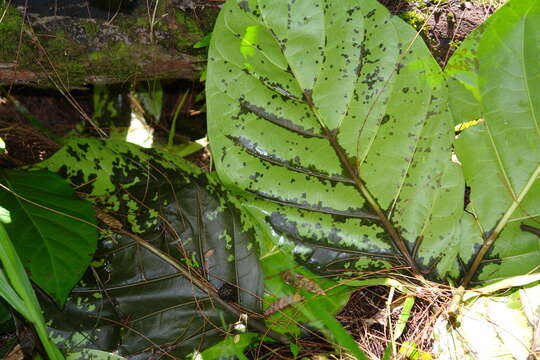 Image of Indian mulberry