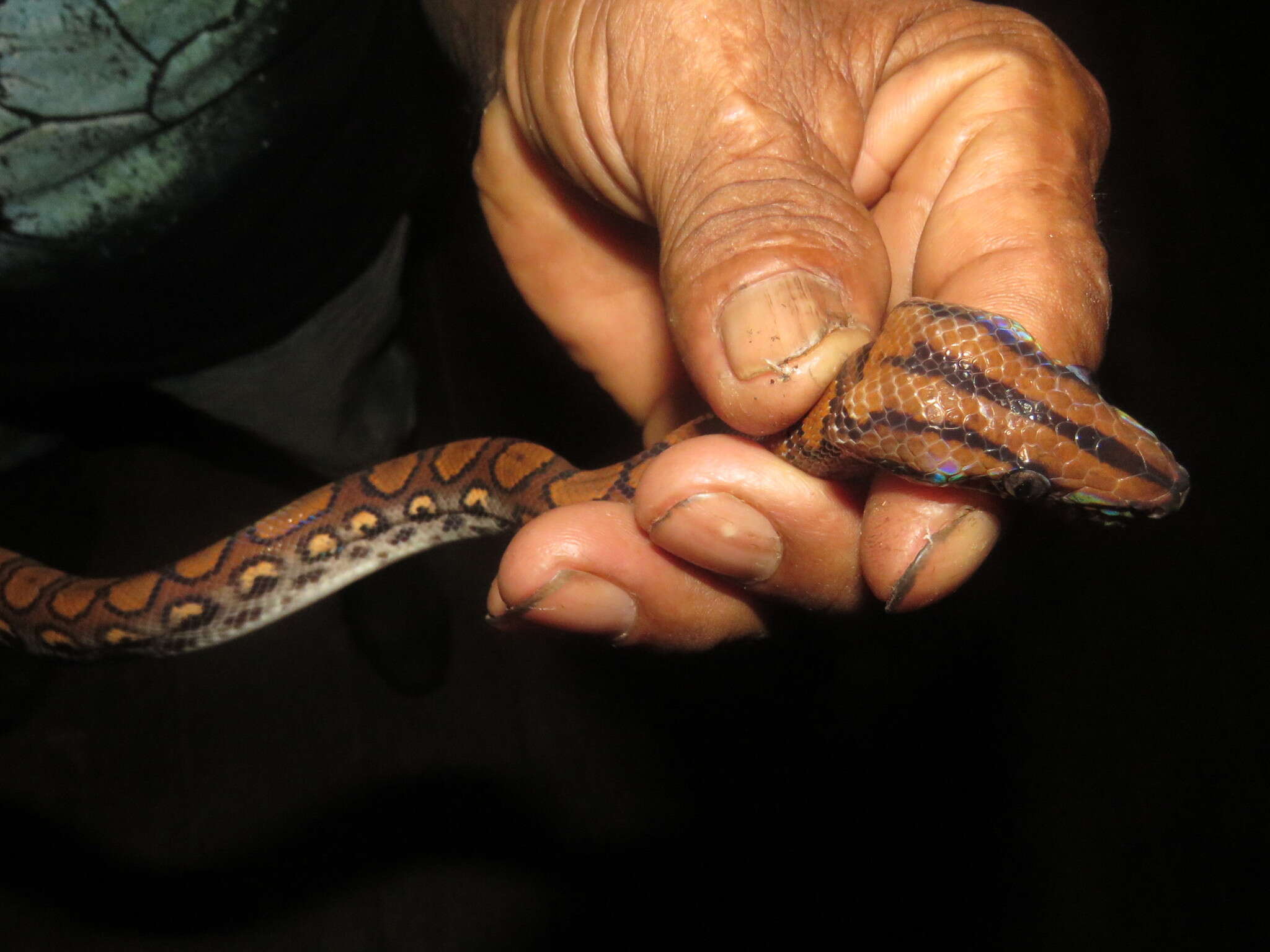 Image of Rainbow Boa