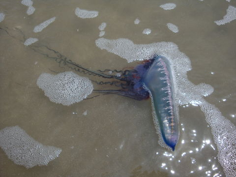 Image of Portuguese man o' war