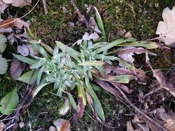 Image of heath cudweed