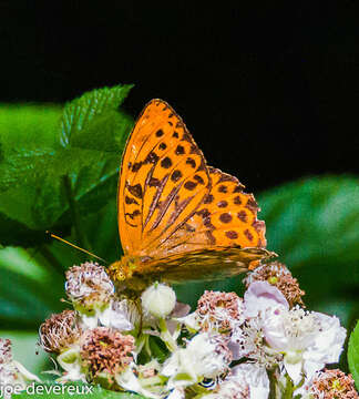 Image of silver-washed fritillary